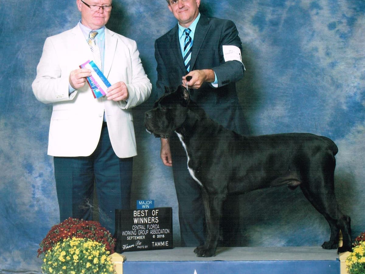 Cane Corso Puppies breeder image 4