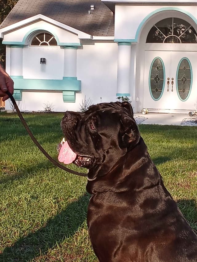 Cane Corso Puppies media 2