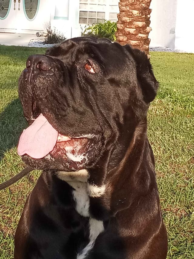 Cane Corso Puppies media 3