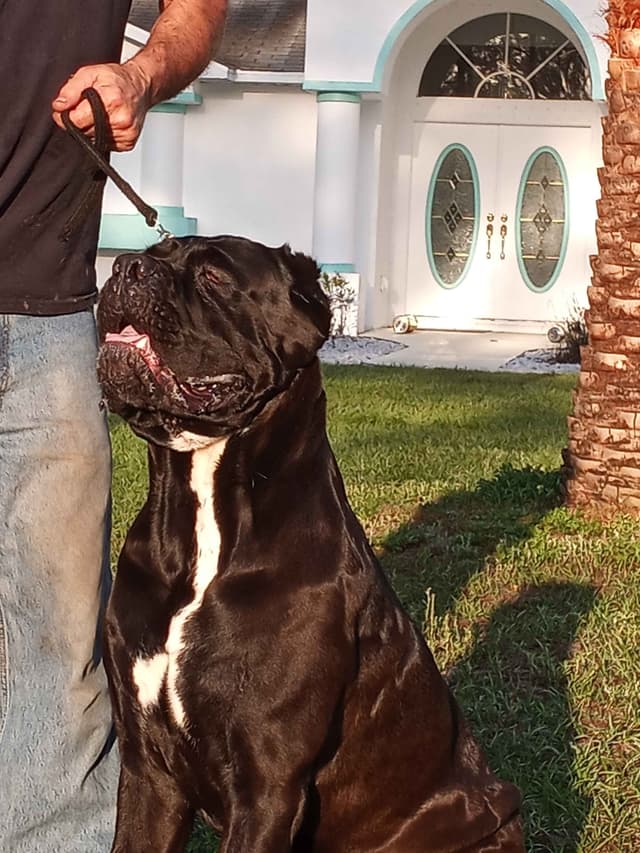 Cane Corso Puppies media 4