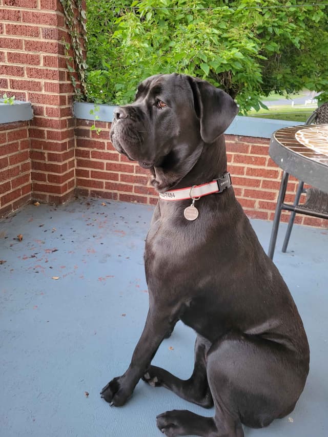 Cane Corso Puppies media 7