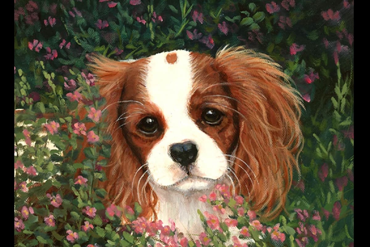 Cavalier King Charles Spaniel Puppies breeder image 1