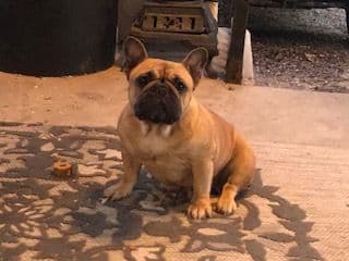 French Bulldog Puppies $2500 breeder image 3