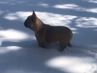 French Bulldog Puppies $2500 breeder image 4