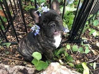 French Bulldog Puppies $2500 breeder image 1