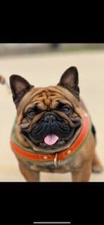 French Bulldog Puppies $2500 media 2