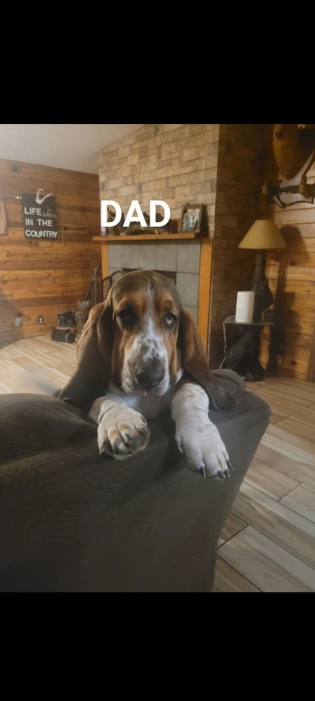 Basset Hound Puppies media 2
