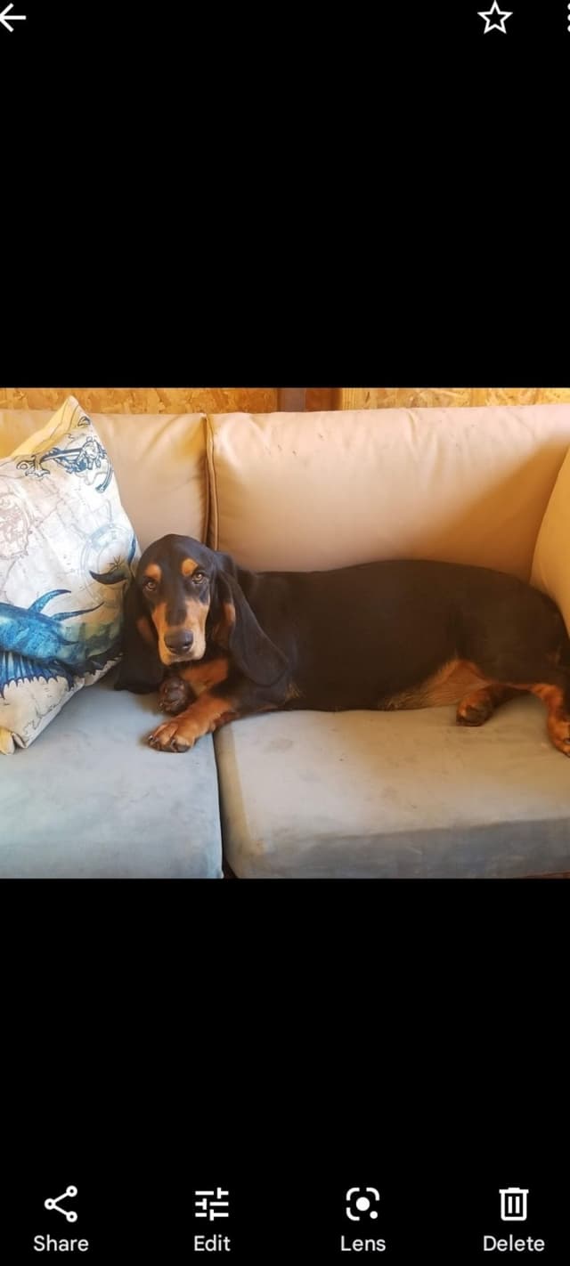 Basset Hound Puppies media 3