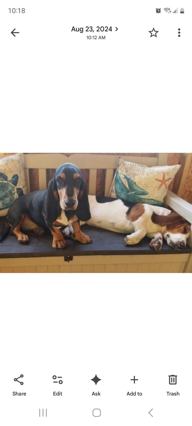 Basset Hound Puppies media 4