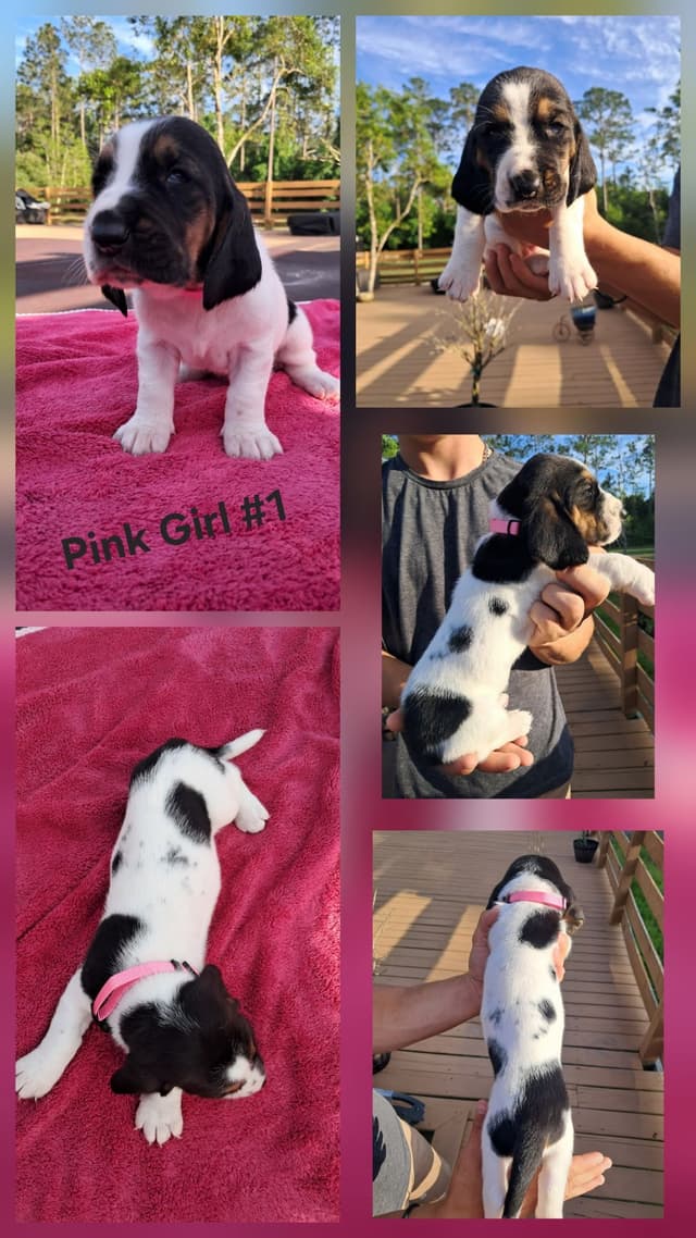 Basset Hound Puppies media 5