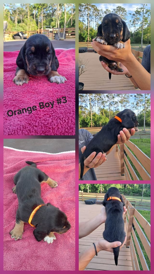 Basset Hound Puppies media 7