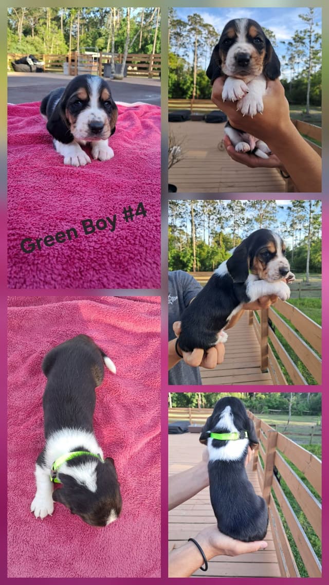 Basset Hound Puppies media 8