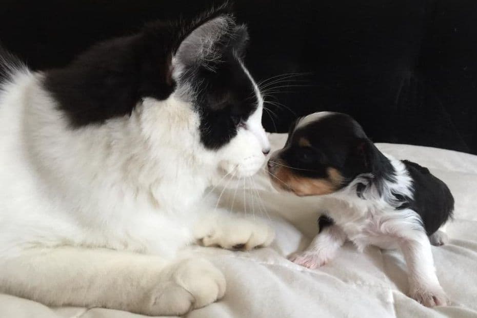 Biewer Terrier Puppies breeder image 1