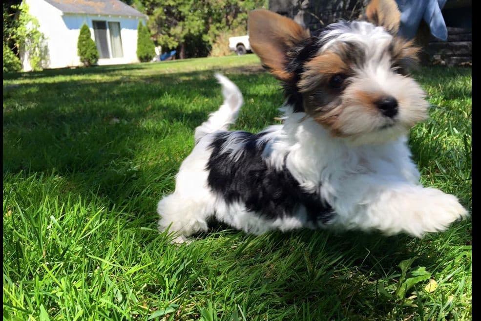 Biewer Terrier Puppies breeder image 3
