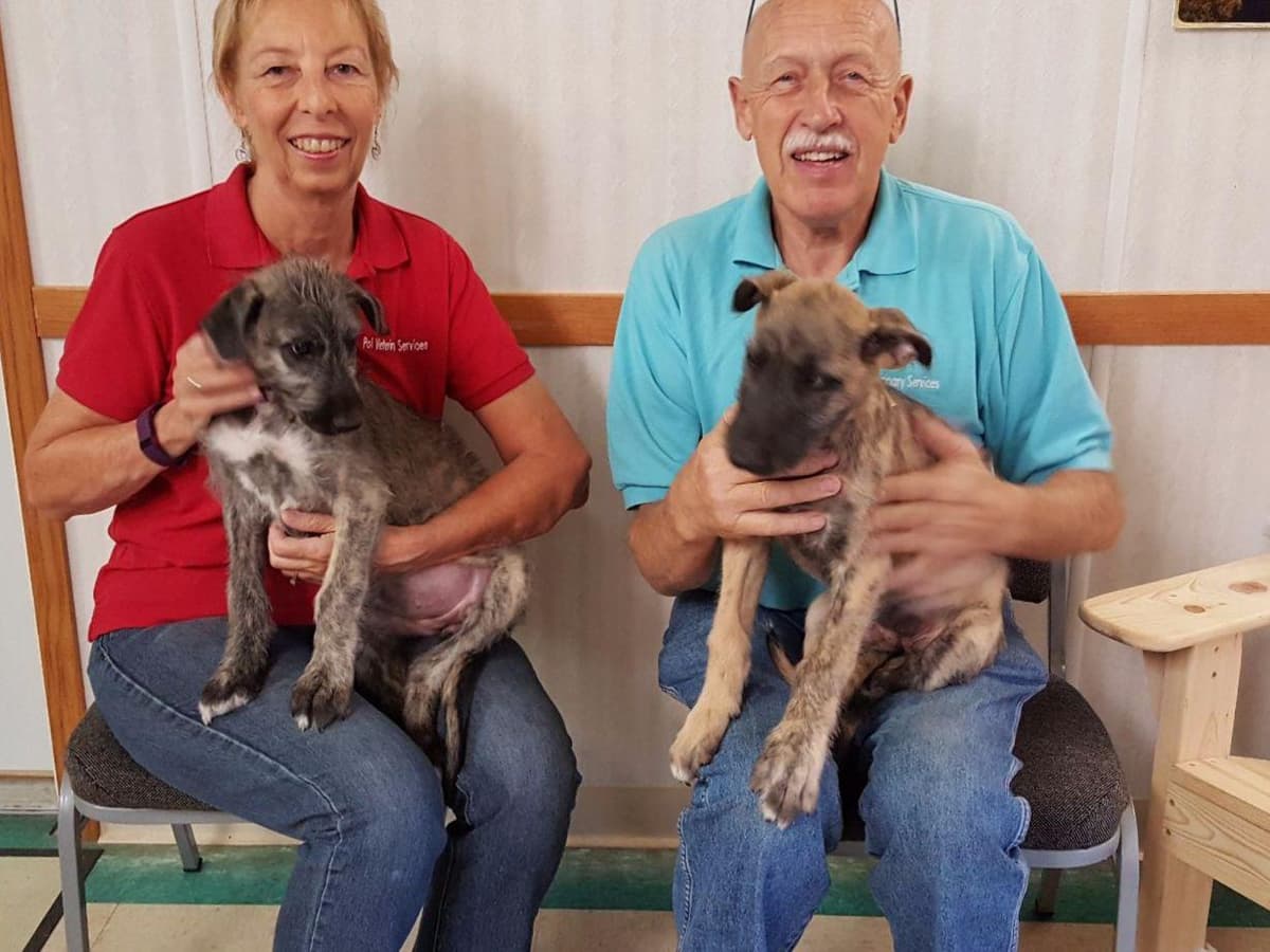 Irish Wolfhound Puppies breeder image 7
