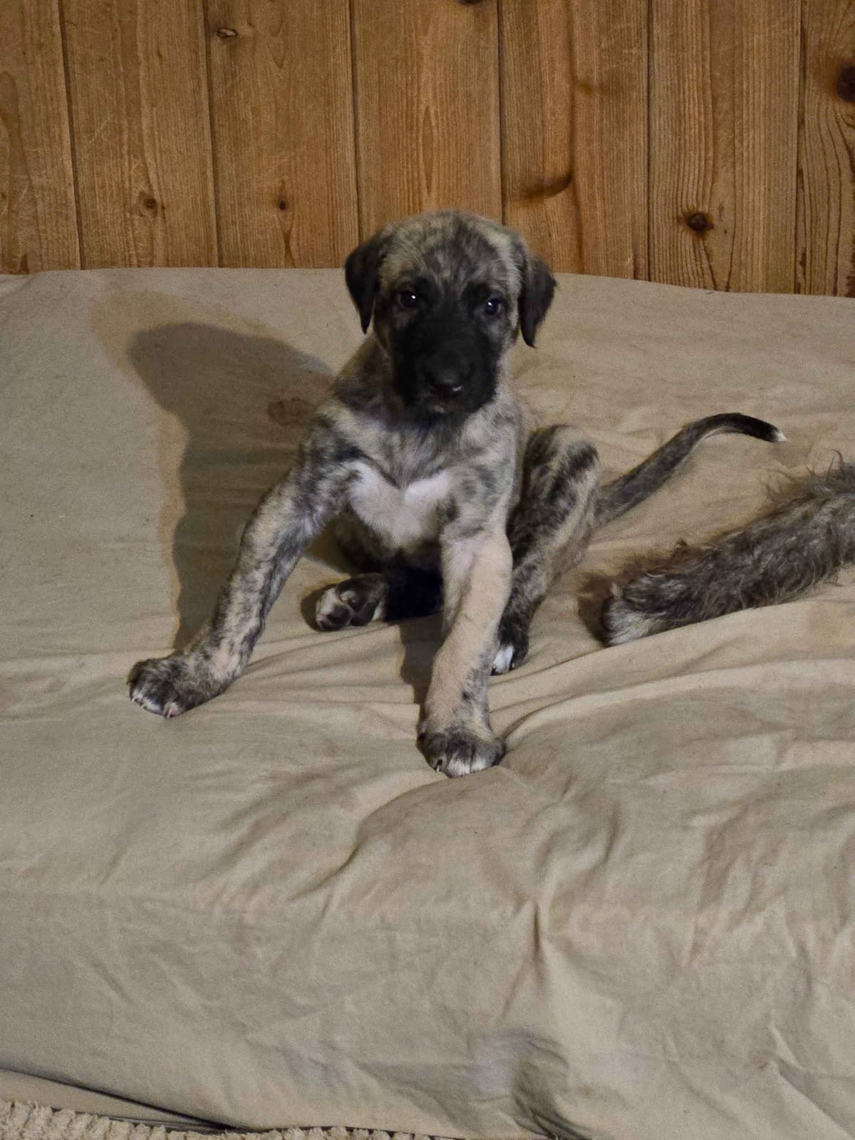 Irish Wolfhound Puppies breeder image 1
