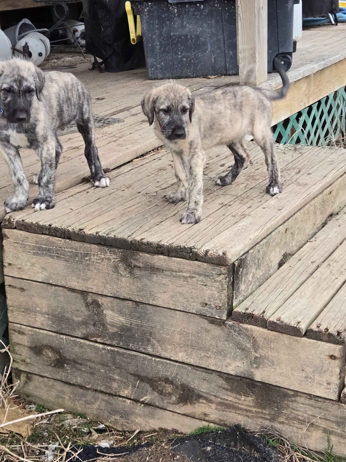 Irish Wolfhound Puppies breeder image 4