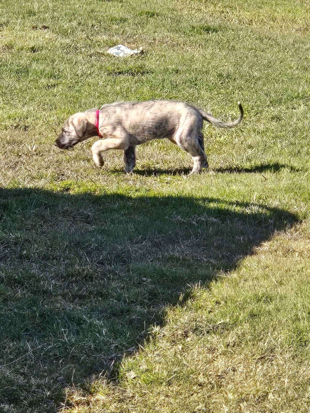 Irish Wolfhound Puppies breeder image 6