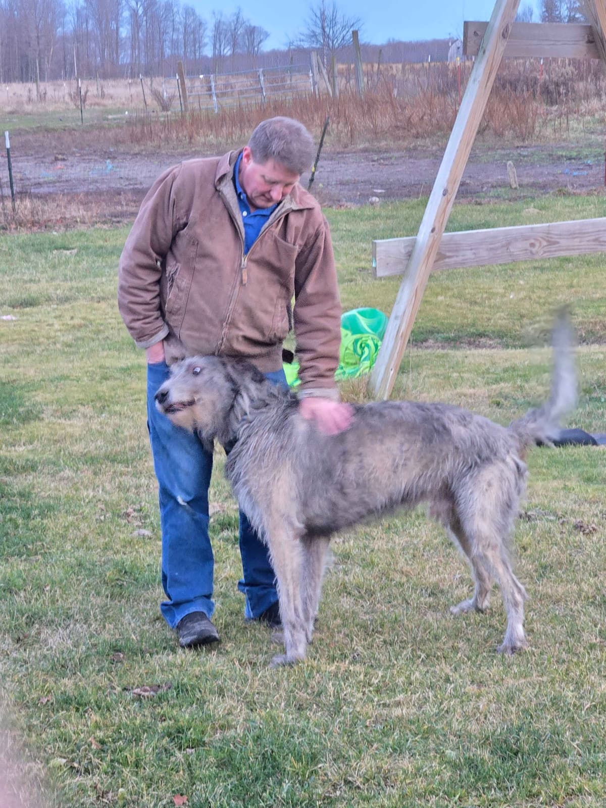 Irish Wolfhound Puppies breeder image 5