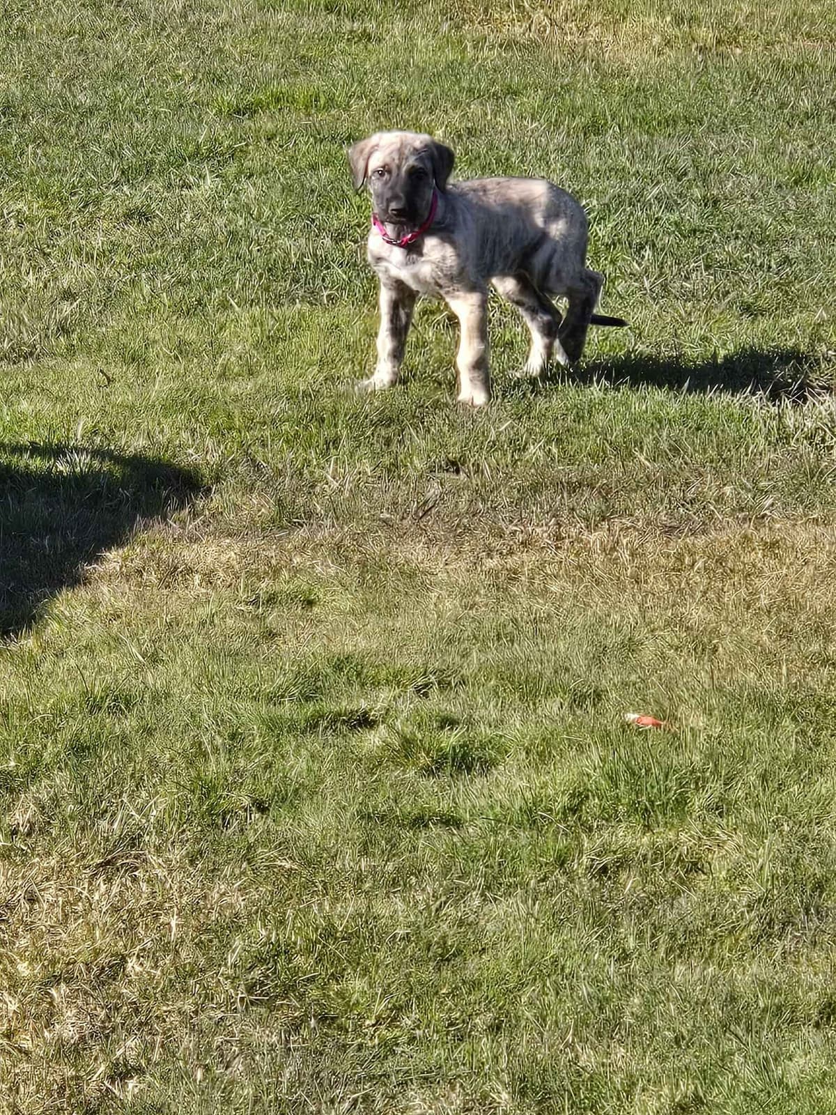 Irish Wolfhound Puppies breeder image 8