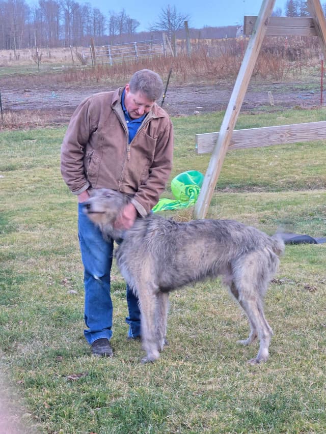 Irish Wolfhound Puppies media 4