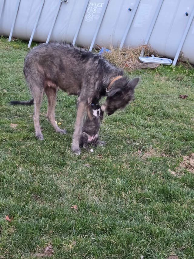 Irish Wolfhound Puppies media 5