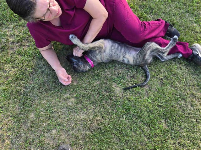 Irish Wolfhound Puppies media 2