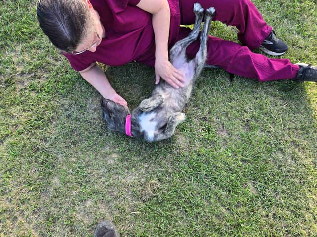 Irish Wolfhound Puppies media 3