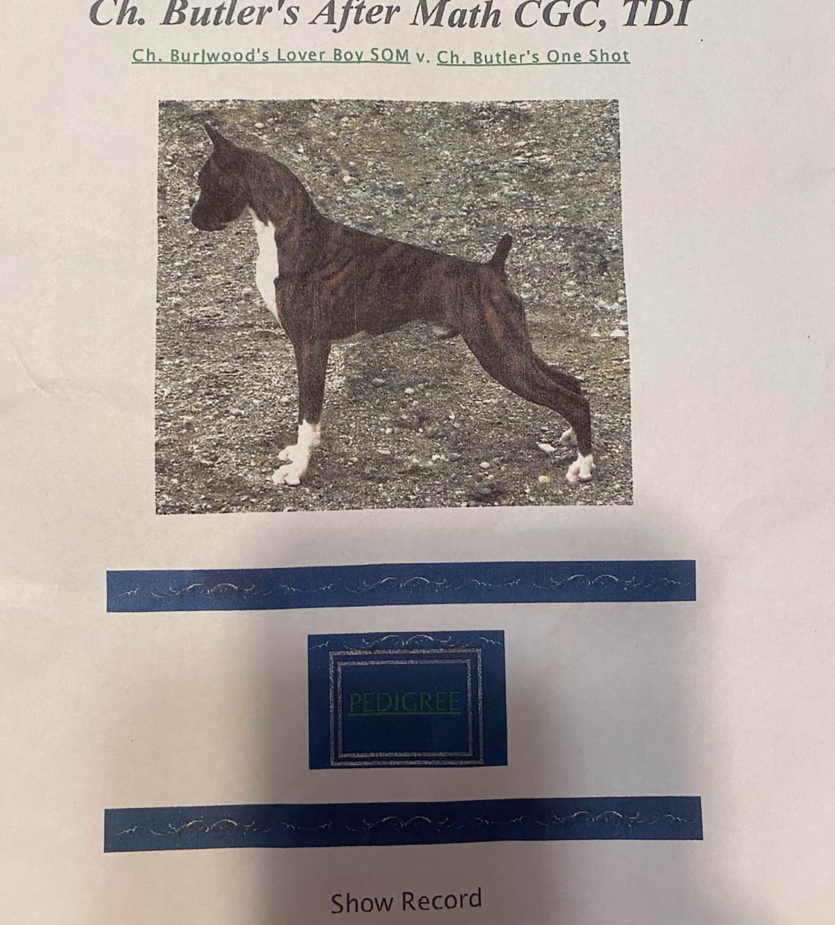 Boxer Puppies breeder image 6