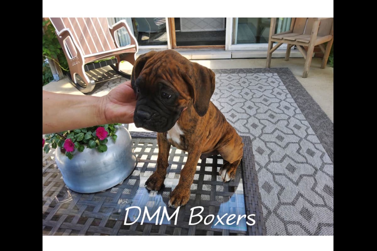 Boxer Puppies breeder image 1