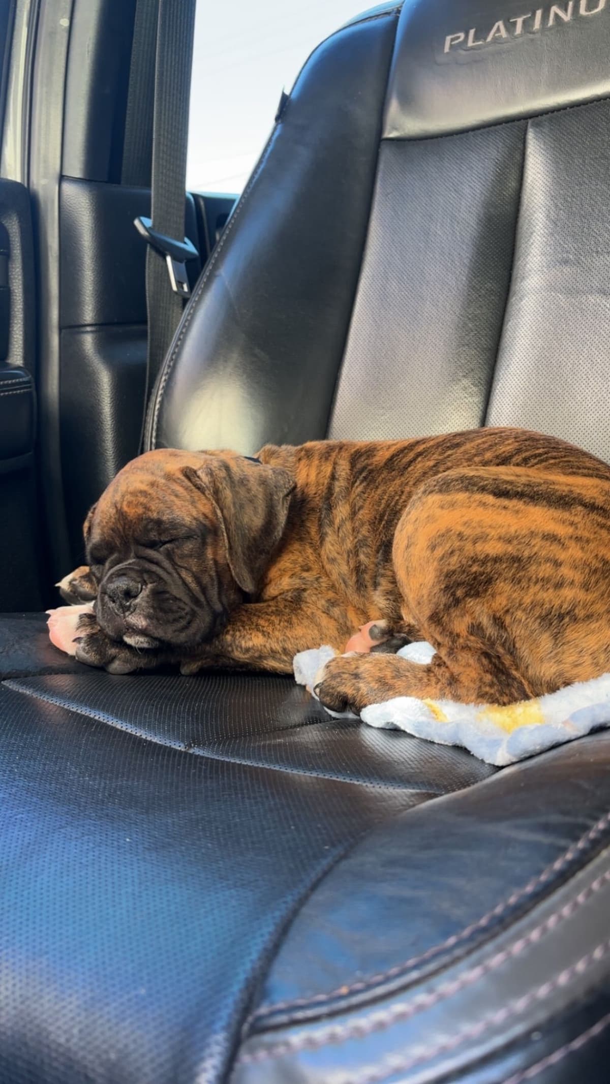 Boxer Puppies breeder image 9