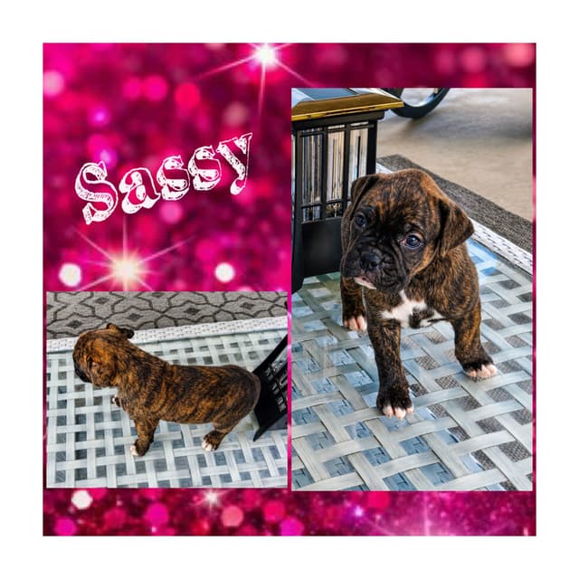 Boxer Puppies media 2