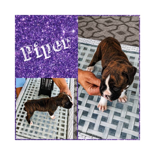 Boxer Puppies media 3