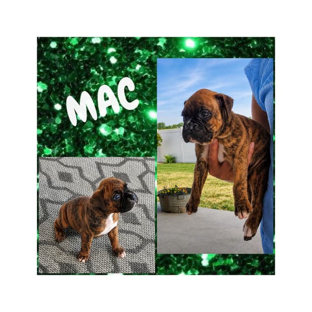 Boxer Puppies media 5