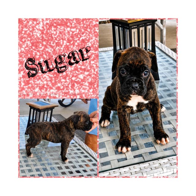 Boxer Puppies media 4