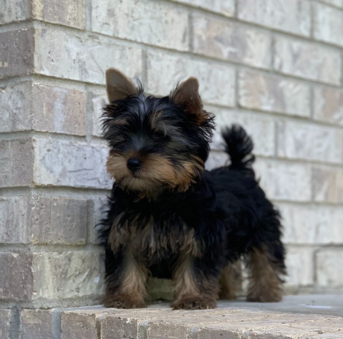 Silky Terrier Puppies breeder image 17