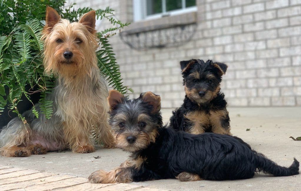 Silky Terrier Puppies breeder image 16