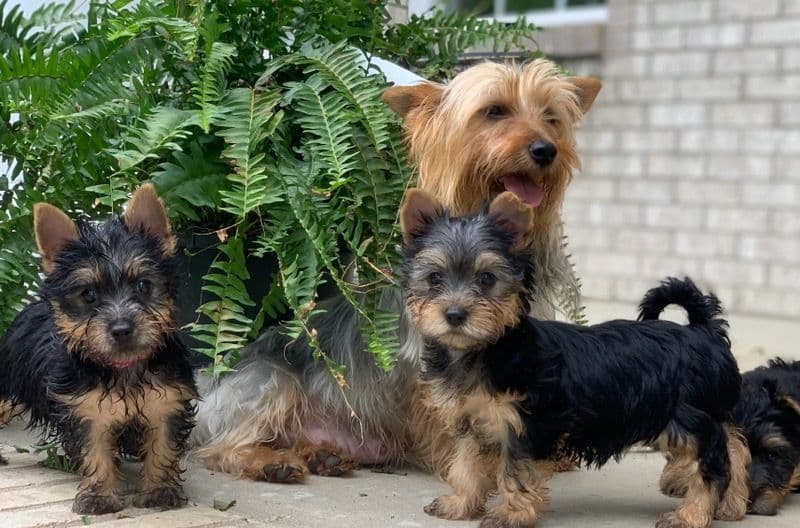 Silky Terrier Puppies breeder image 20