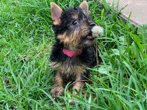 Silky Terrier Puppies breeder image 21