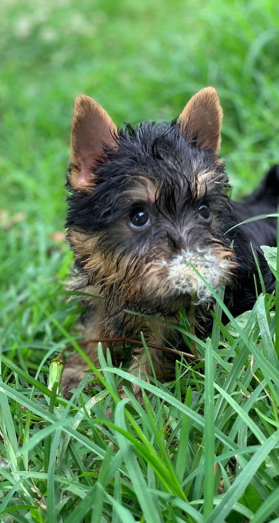 Silky Terrier Puppies breeder image 22
