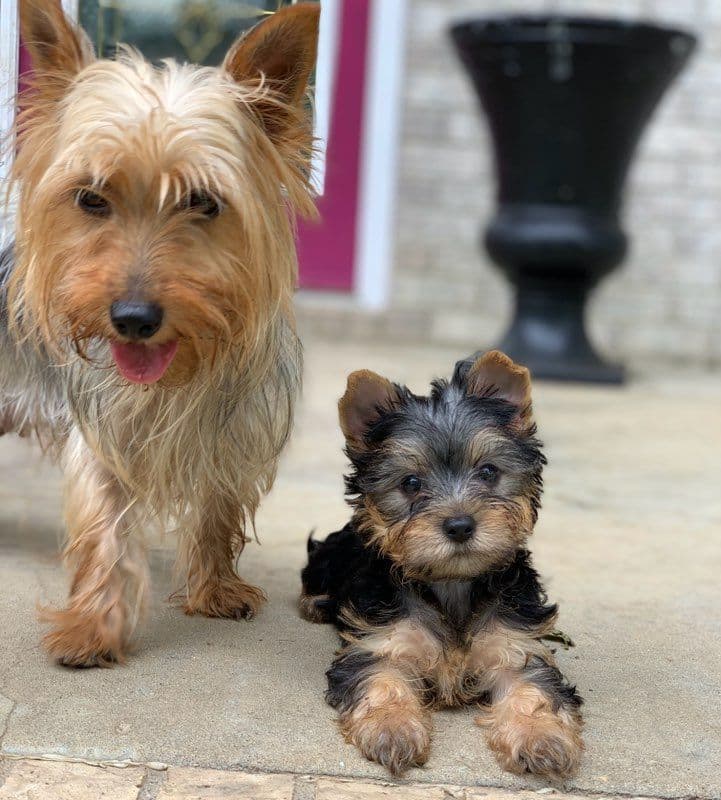 Silky Terrier Puppies breeder image 19