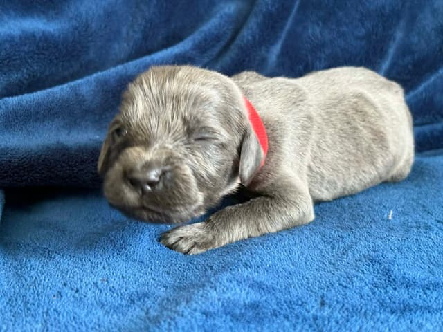 Weimaraner Puppies media 2