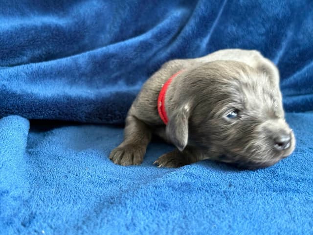 Weimaraner Puppies media 3