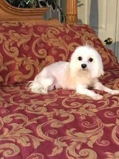 Maltese Puppies breeder image 1