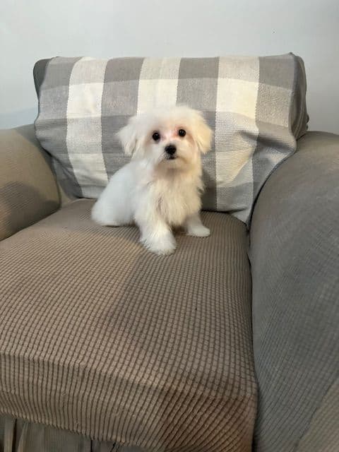 Maltese Puppies breeder image 4
