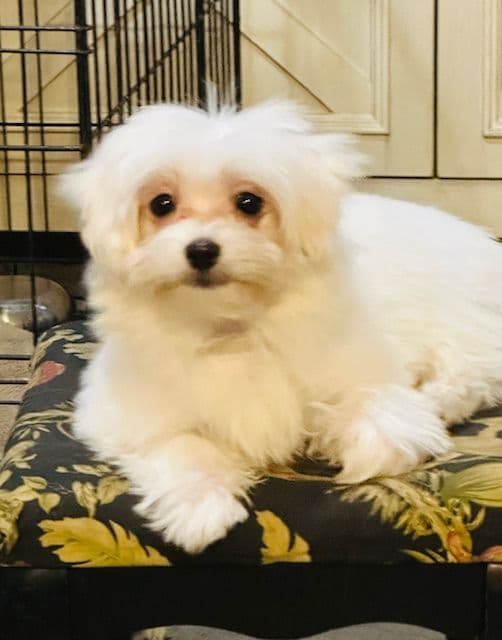 Maltese Puppies breeder image 5