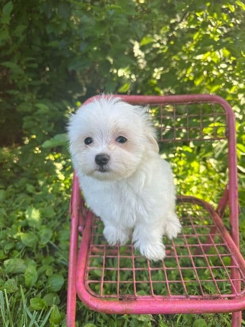 Maltese Puppies media 2
