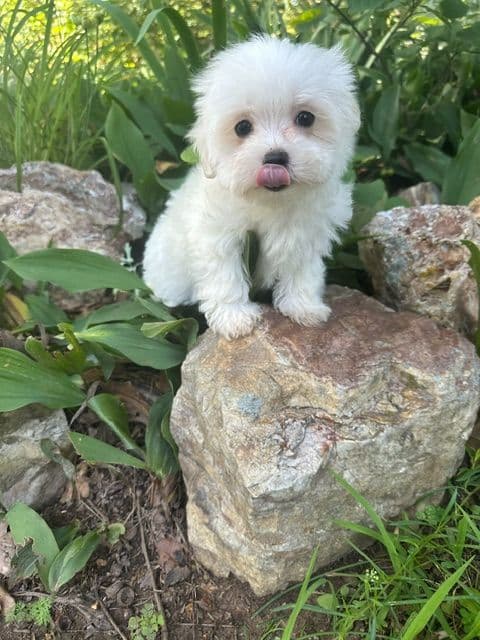 Maltese Puppies media 3
