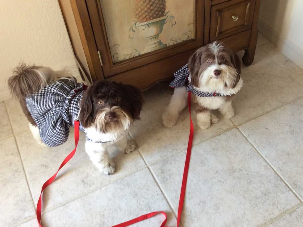 Havanese Puppies breeder image 1