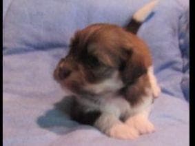 Havanese Puppies breeder image 4